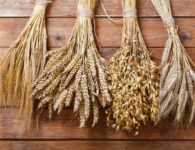 wheat, barley, and rye bunches on wooden background