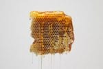 Bee Honeycomb - is honey vegan?