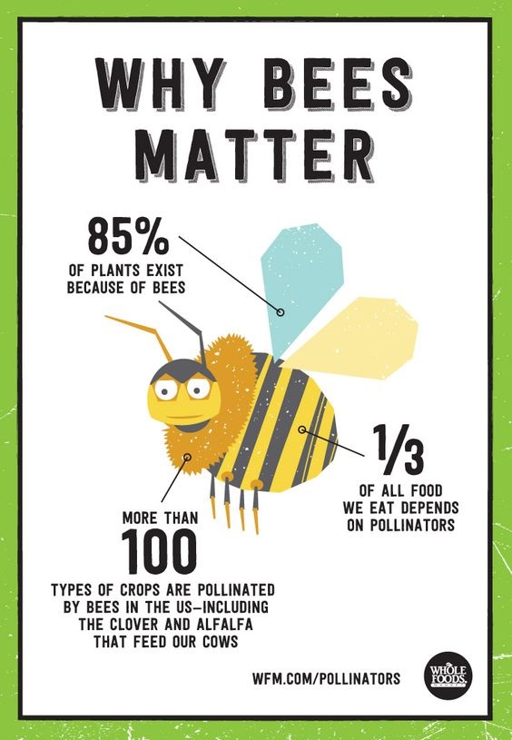 Why Bees matter to the environment