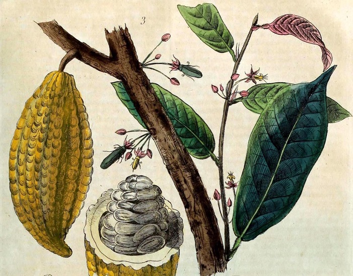 History of cacao