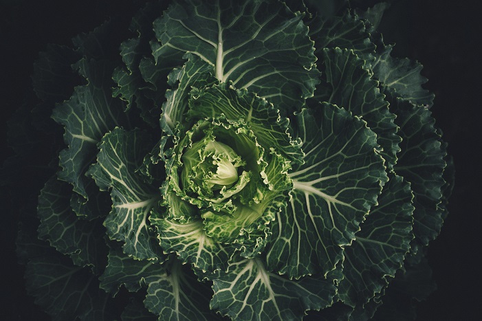 Kale: Nutrient Dense Vegetable