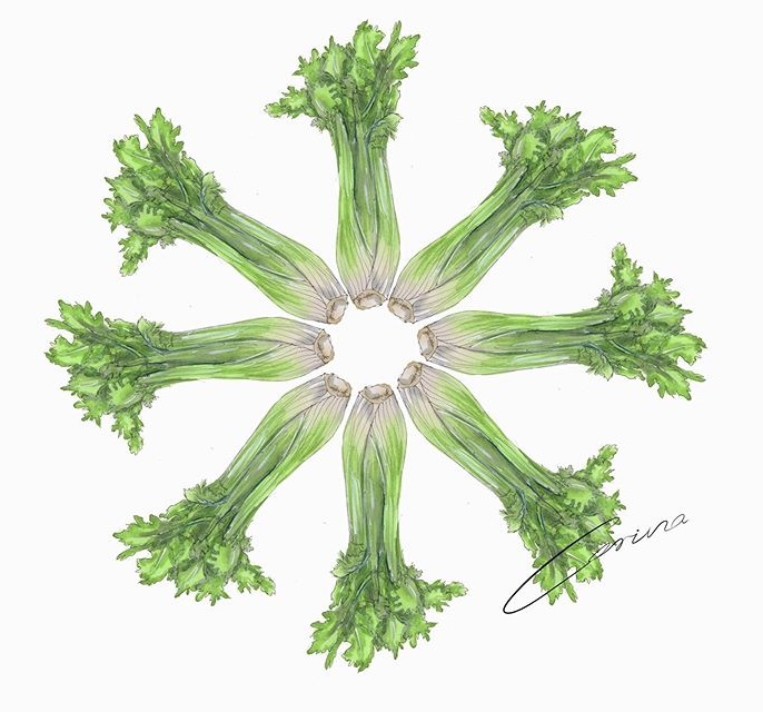 Celery sticks illustration