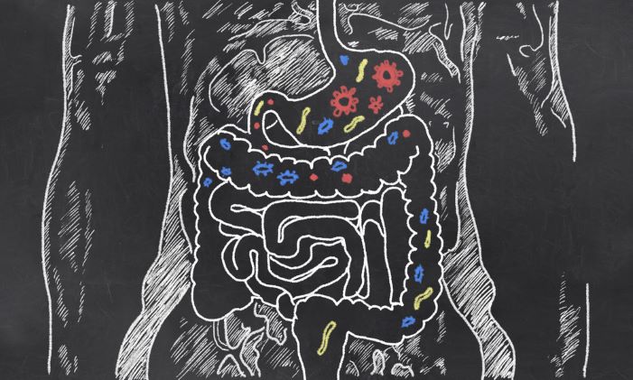 Illustrazione del tratto digestivo 
