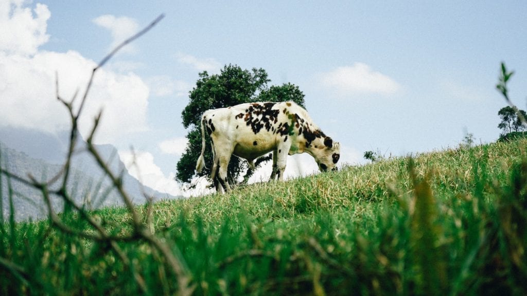 a cow eating grass in a field