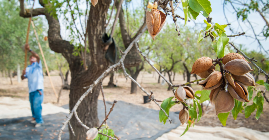 almonds growing on a tree