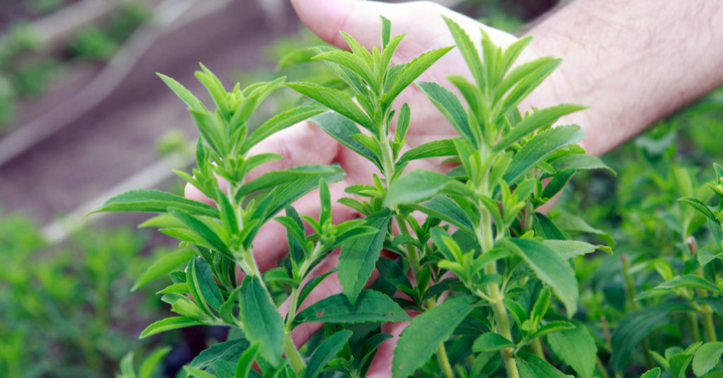 what is stevia