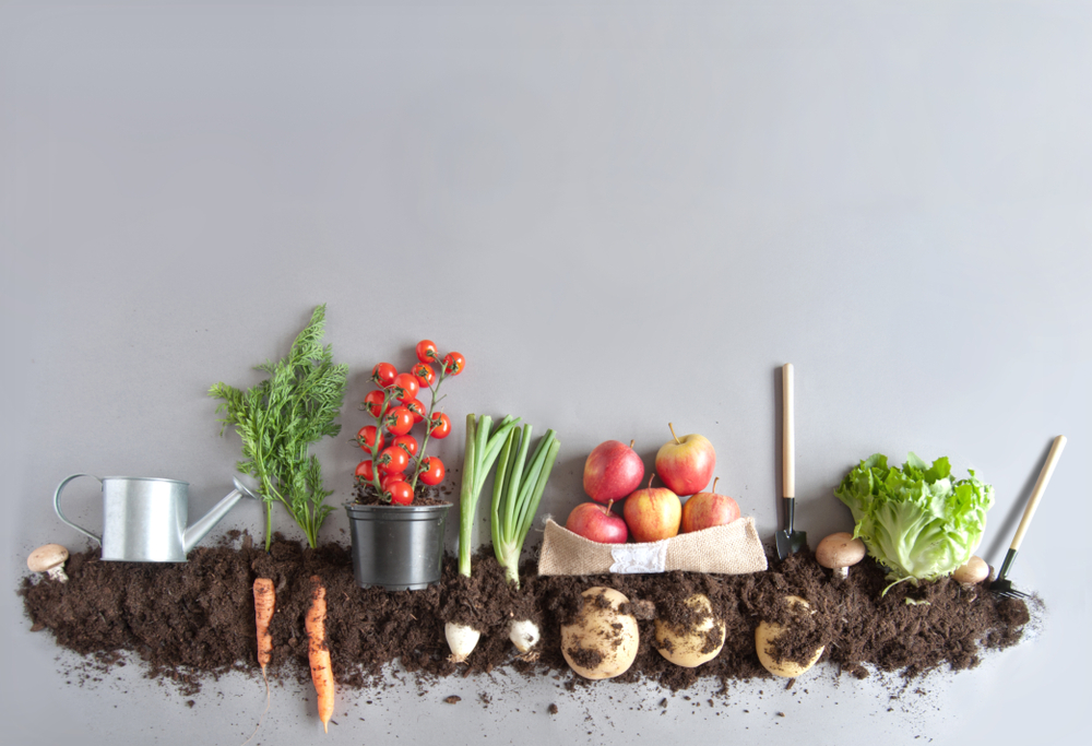 fresh, organic food growing from the dirt