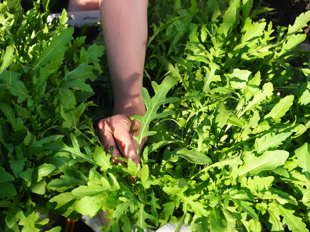 Picking healthy arugula from a garden.