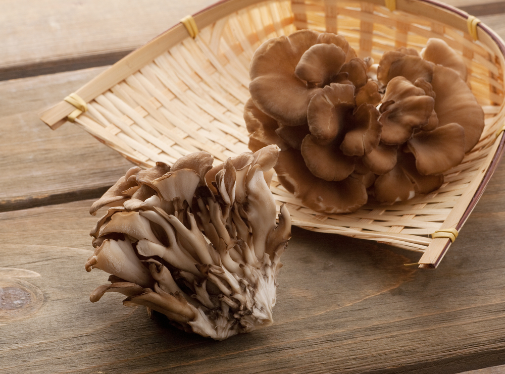 medicinal mushroom benefits of maitake
