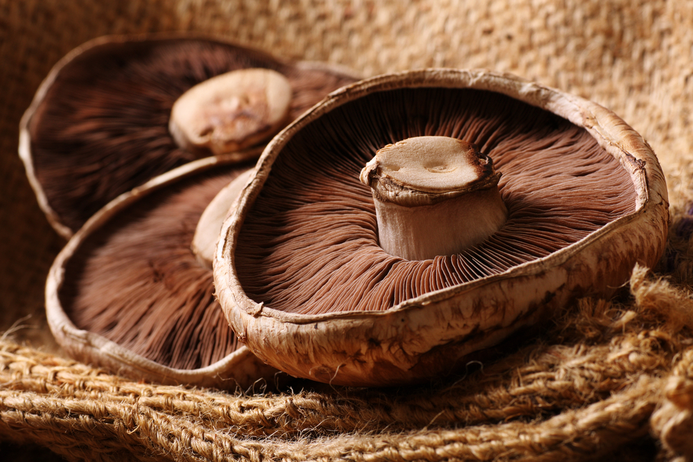 medicinal mushroom benefits of portobello